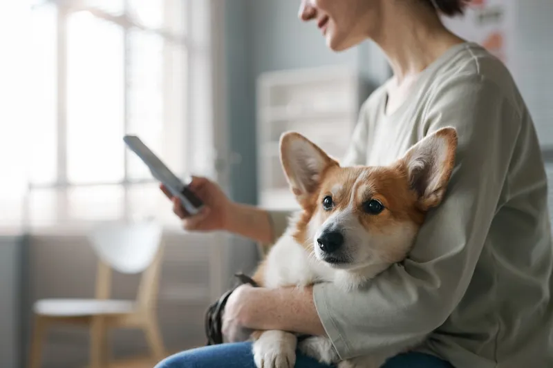 Básica — Seguros De Mascotas
